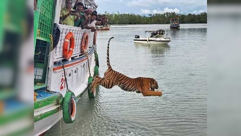 पिंजरे से आज़ादी और नदी में छलांग, सुंदरबन में बाघ की रिहाई का रोमांचक वीडियो