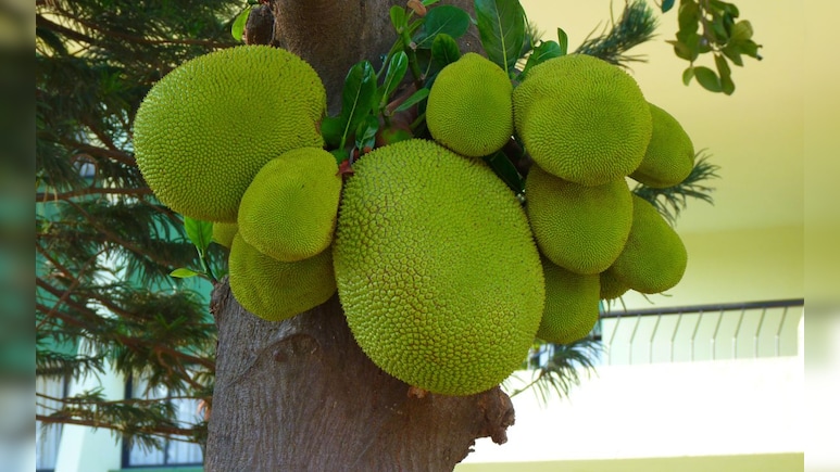 Kerla Jackfruit Story: दारु न पिताच टेस्टमध्ये दोषी, एका फणसामुळे 3 ST चालक फसले, हे कसं घडलं?