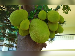 Kerla Jackfruit Story: दारु न पिताच टेस्टमध्ये दोषी, एका फणसामुळे 3 ST चालक फसले, हे कसं घडलं? Kerla Jackfruit Story: दारु न पिताच टेस्टमध्ये दोषी, एका फणसामुळे 3 ST चालक फसले, हे कसं घडलं?