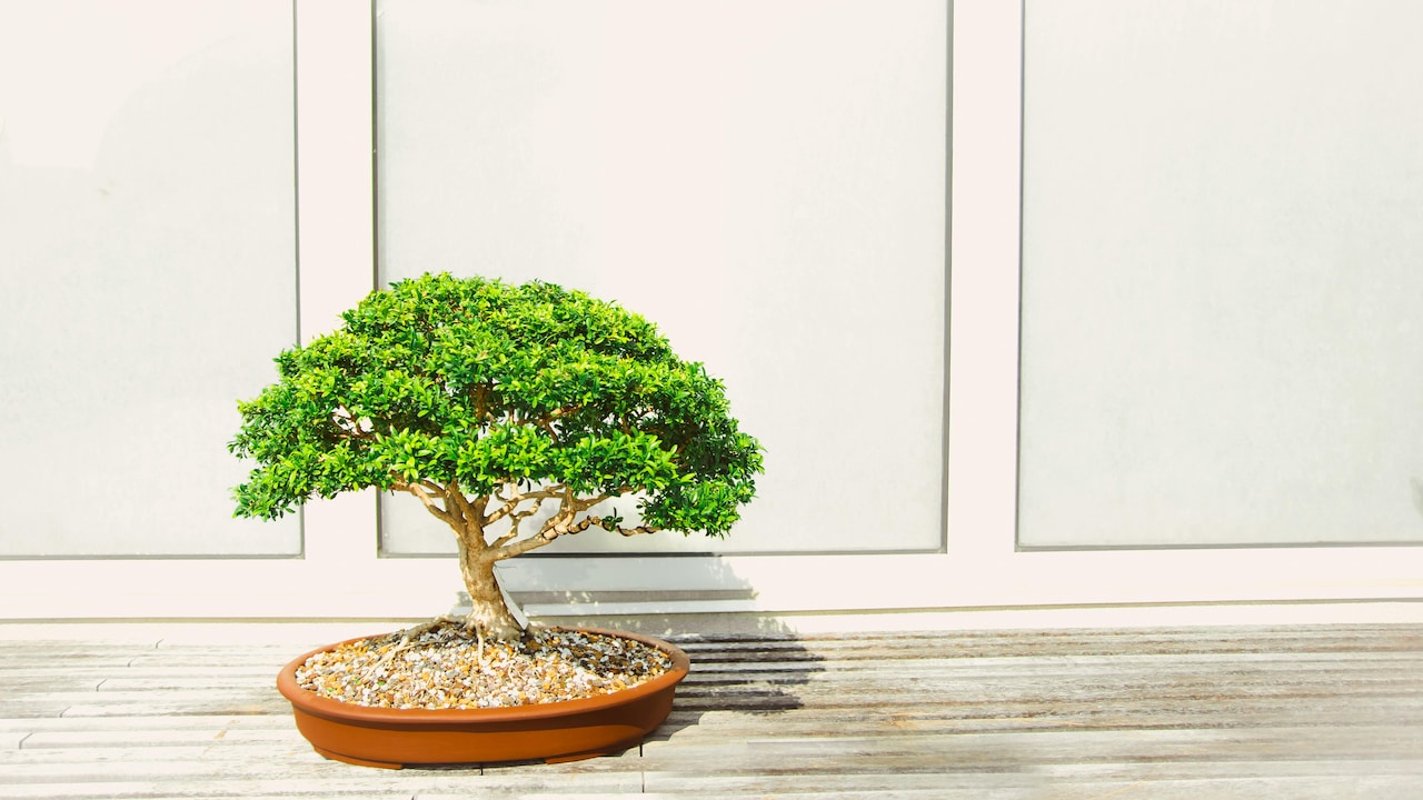 Artificial Bonsai The New Trend Of Home Decor