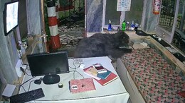 Watch: Bear Enters Mount Abu Hotel At Night. Then This Happened