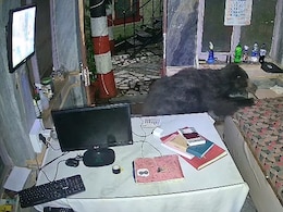 Watch: Bear Enters Mount Abu Hotel At Night. Then This Happened