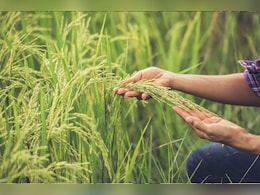 देश में किसानों को सबसे अधिक मुआवजा देने वाला राज्य बना पंजाब देश में किसानों को सबसे अधिक मुआवजा देने वाला राज्य बना पंजाब