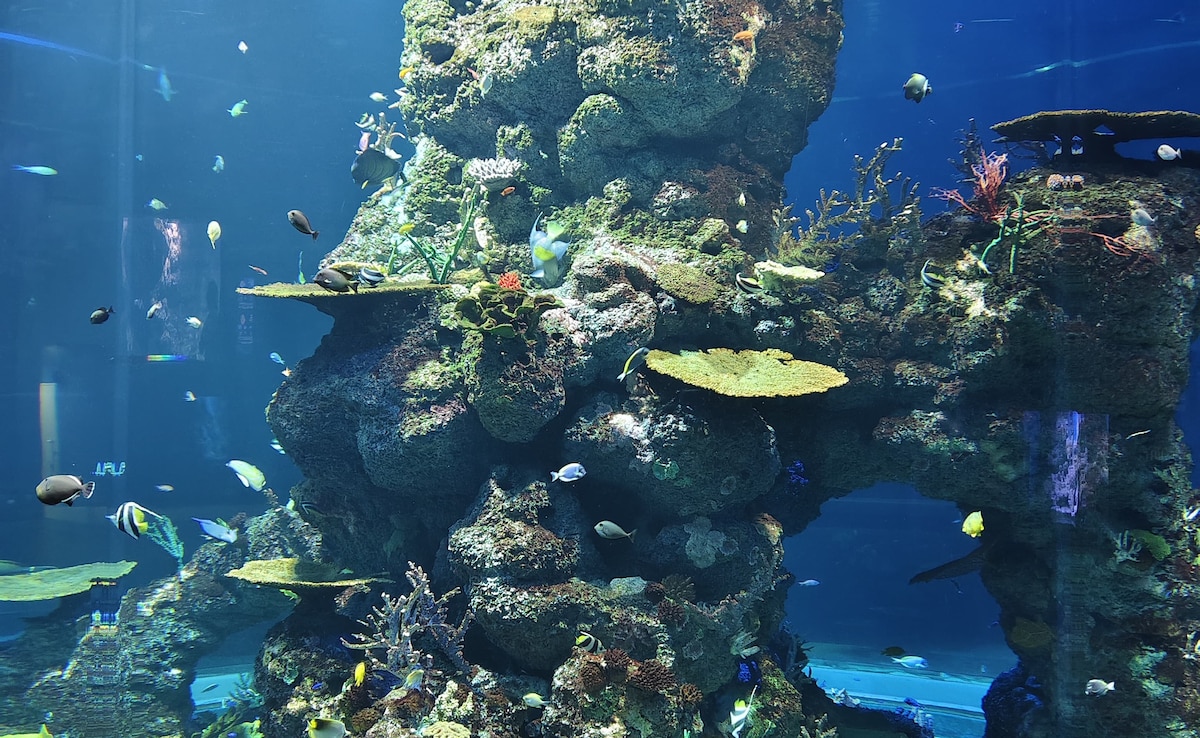 Singapore Oceanarium. Photo: Author Singapore Oceanarium. Photo: Author