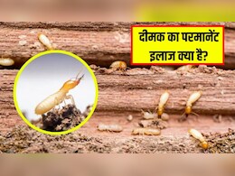 दीमक को जड़ से खत्म कैसे करें? महंगे फर्नीचर का होने लगा है कबाड़ा तो तुरंत कर लें ये काम दीमक को जड़ से खत्म कैसे करें? महंगे फर्नीचर का होने लगा है कबाड़ा तो तुरंत कर लें ये काम