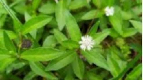 बालों को काला और घना बनाता है भृंगराज, जानें फायदे और इस तेल को बनाने की विधि