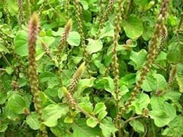 घास नहीं, बल्कि औषधि है 'चिरचिटा', जानें इसके अद्भुत फायदे