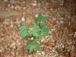 इन 6 लोगों के लिए औषघी से कम नहीं है बड़ी दूधी घास का सेवन, जानें फायदे और इस्तेमाल का तरीका