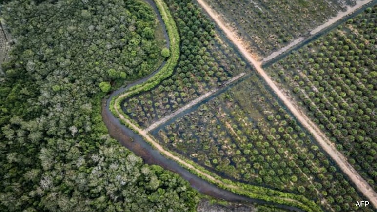 'No Less Than Spiritual Bond': Indonesians Fight To Preserve Peatland 'No Less Than Spiritual Bond': Indonesians Fight To Preserve Peatland