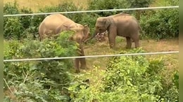 छत्तीसगढ़ में हाथी ने किशोरी को कुचलकर मार डाला, गांव में तीन दिन से घूम रहे हाथियों के झुंड से लोगों में दहशत