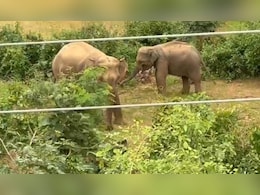 छत्तीसगढ़ में हाथी ने किशोरी को कुचलकर मार डाला, गांव में तीन दिन से घूम रहे हाथियों के झुंड से लोगों में दहशत