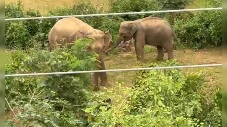 छत्तीसगढ़ में हाथी ने किशोरी को कुचलकर मार डाला, गांव में तीन दिन से घूम रहे हाथियों के झुंड से लोगों में दहशत