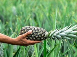 खांसी में अनानास खाना फायदेमंद है या हानिकारक?