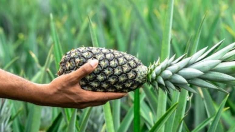 खांसी में अनानास खाना फायदेमंद है या हानिकारक?