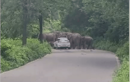 ...और कार के सामने अचानक आ गया हाथियों का झुंड, जानिए आगे हुआ क्या