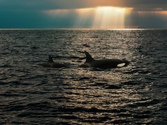 Scientists Baffled As Killer Whales And Dolphins Work Together To Hunt Prey