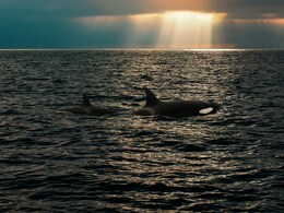 Scientists Baffled As Killer Whales And Dolphins Work Together To Hunt Prey