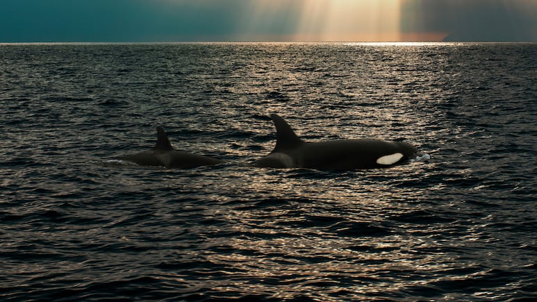 Scientists Baffled As Killer Whales And Dolphins Work Together To Hunt Prey