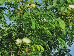 संक्रमण रोकने और सेहत बनाए रखने में मददगार शिरीष, आयुर्वेद में कहते हैं गुणों की खान, जाने फायदे और इस्तेमाल का तरीका