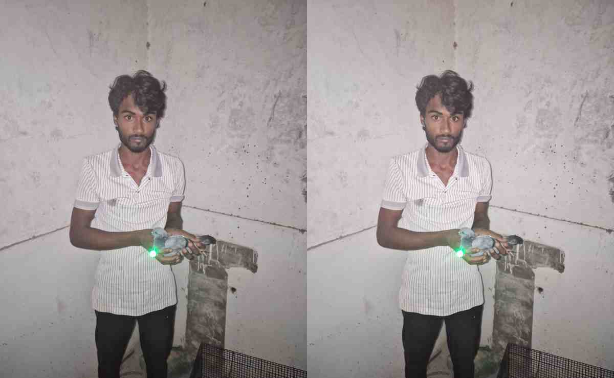 जिस ड्रोन से डरे यूपी के लोग, वो निकले कबूतर, हैरान करने वाली है ये कहानी