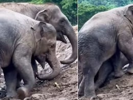 कीचड़ में बार-बार फिसलकर गिरते फिर उठकर चलते, हाथी के बच्चों का मस्ती भरा ये Video दिल खुश कर देगा