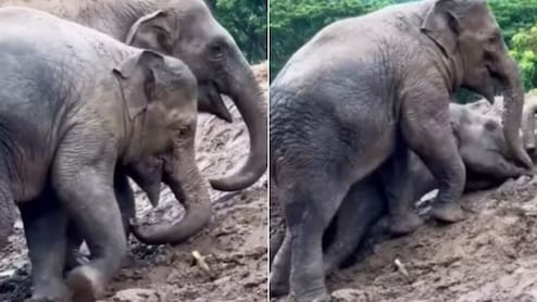 कीचड़ में बार-बार फिसलकर गिरते फिर उठकर चलते, हाथी के बच्चों का मस्ती भरा ये Video दिल खुश कर देगा