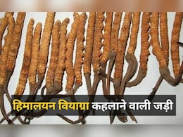 शिलाजीत से कई गुना ताकतवर है पहाड़ों में मिलने वाली ये जड़ी, हिमालयन वियाग्रा के नाम से है मशहूर