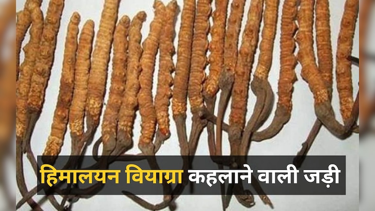 शिलाजीत से कई गुना ताकतवर है पहाड़ों में मिलने वाली ये जड़ी, हिमालयन वियाग्रा के नाम से है मशहूर