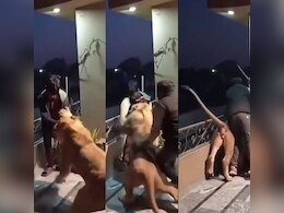 पालतू शेर को दोस्त से मिलवाने लाया था शख्स, अगले पल जो हुआ उसे देख कर कांप जाएगी रूह पालतू शेर को दोस्त से मिलवाने लाया था शख्स, अगले पल जो हुआ उसे देख कर कांप जाएगी रूह