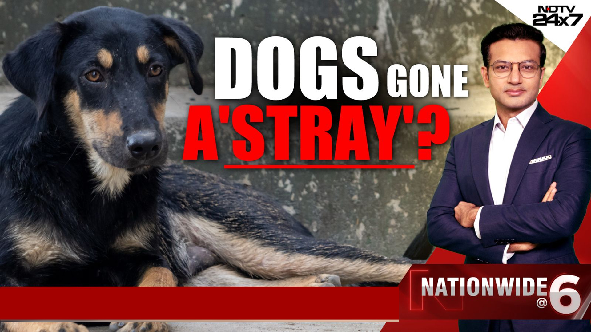 Streets Unsafe, Strays Unchecked: Dogs Gone A'stray'?
