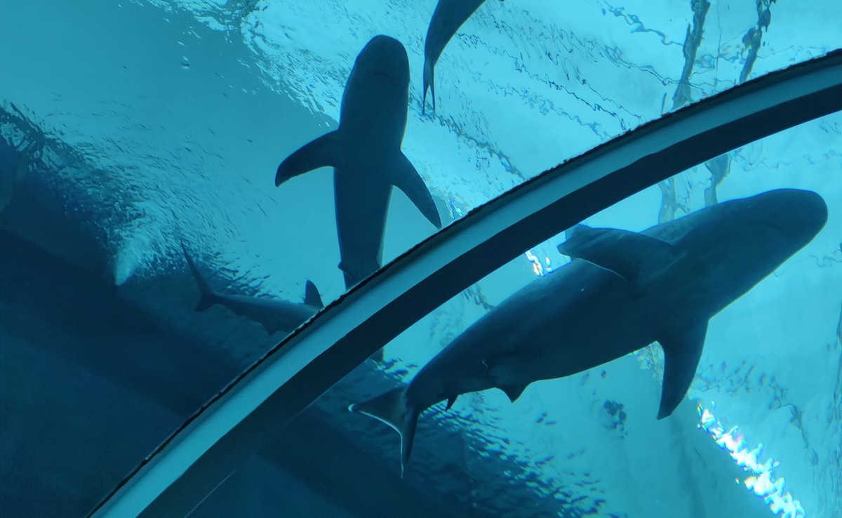 Sharks. Photo: Author Sharks. Photo: Author