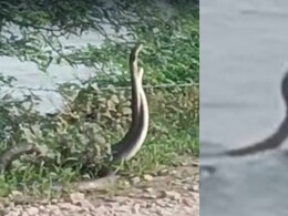 Viral Video: कोटा में धामन सांपों के डांस के वीडियो हुए वायरल, बुज़ुर्ग बोले- ये शुभ संकेत