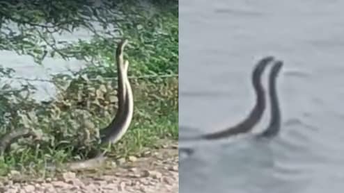 Viral Video: कोटा में धामन सांपों के डांस के वीडियो हुए वायरल, बुज़ुर्ग बोले- ये शुभ संकेत