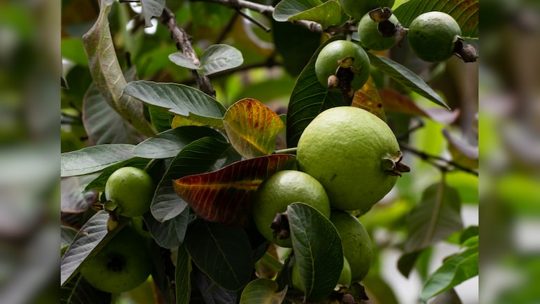 क्या अमरूद के पत्ते कच्चे खा सकते हैं, बासी मुंह अमरूद के पत्ते चबाने के क्या फायदे हैं?