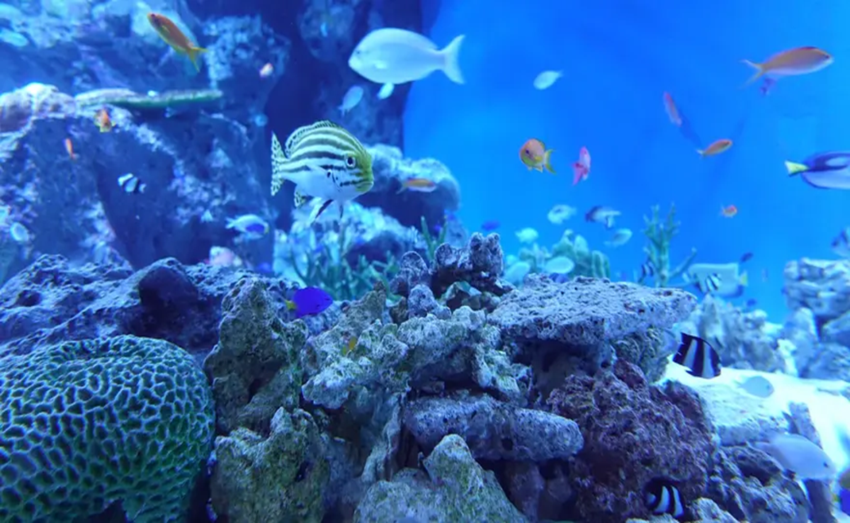 Aqua Park का भूमिपूजन; मछली घर से एक्वा पार्क तक का सफर, जानिए अत्याधुनिक सेटअप में क्या कुछ होगा?