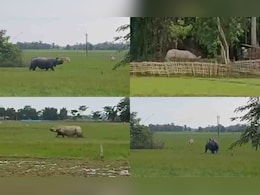 काजीरंगा के एक गांव में घुसा गैंडा, देखें फिर क्या हुआ काजीरंगा के एक गांव में घुसा गैंडा, देखें फिर क्या हुआ