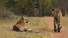 Tadoba News: पर्यटकांसाठी महत्त्वाचं! 1 जुलैपासून ताडोबा जंगल सफारी बंद
