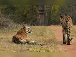 Tadoba News: पर्यटकांसाठी महत्त्वाचं! 1 जुलैपासून ताडोबा जंगल सफारी बंद Tadoba News: पर्यटकांसाठी महत्त्वाचं! 1 जुलैपासून ताडोबा जंगल सफारी बंद