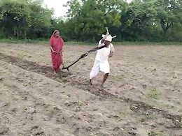 Minister Clears Latur Farmer's Loan After Video Showed Him Pulling Plough Minister Clears Latur Farmer's Loan After Video Showed Him Pulling Plough