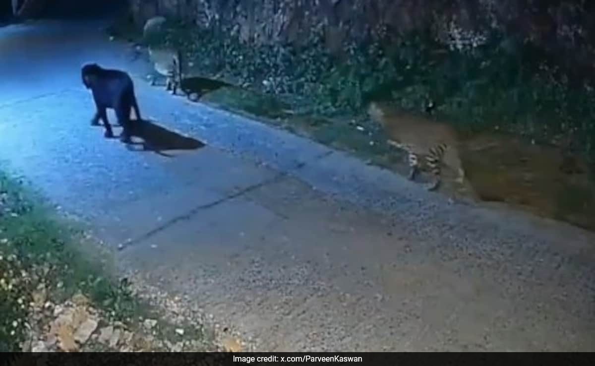 Черна пантера меланистичен леопард беше видяна да се скита заедно