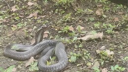 झालावाड़ जिला कलेक्टर के घर पहुंचा कोबरा, कलेक्टर ने सांप की मदद के लिए बुलाया स्नेक कैचर