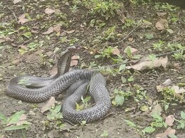 झालावाड़ जिला कलेक्टर के घर पहुंचा कोबरा, कलेक्टर ने सांप की मदद के लिए बुलाया स्नेक कैचर झालावाड़ जिला कलेक्टर के घर पहुंचा कोबरा, कलेक्टर ने सांप की मदद के लिए बुलाया स्नेक कैचर