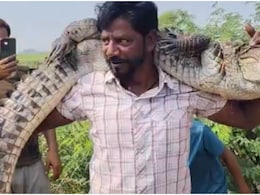 7 फीट लंबे मगरमच्छ को कंधे पर उठा ले गया वनकर्मी, नजारा देख लोग खिंचवाने लगे फोटो 7 फीट लंबे मगरमच्छ को कंधे पर उठा ले गया वनकर्मी, नजारा देख लोग खिंचवाने लगे फोटो
