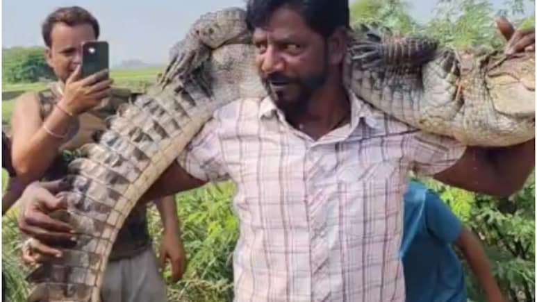 7 फीट लंबे मगरमच्छ को कंधे पर उठा ले गया वनकर्मी, नजारा देख लोग खिंचवाने लगे फोटो 7 फीट लंबे मगरमच्छ को कंधे पर उठा ले गया वनकर्मी, नजारा देख लोग खिंचवाने लगे फोटो