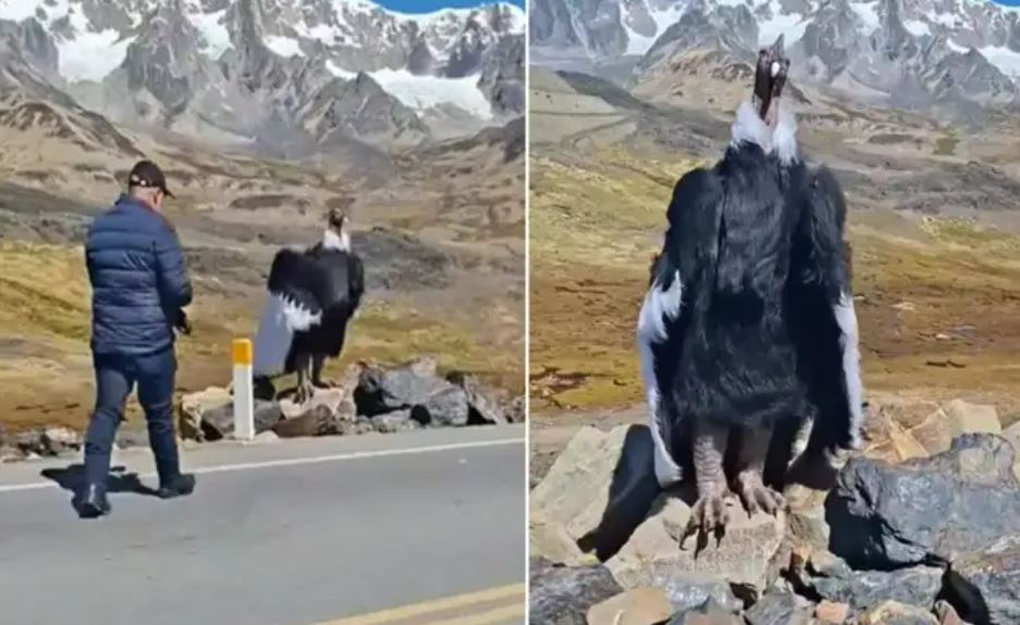 सड़क किनारे पत्थरों पर बैठा दिखा 'जटायु' जैसा विशाल पक्षी, वीडियो देख लोग बोले- ये तो रामायण का संकेत है