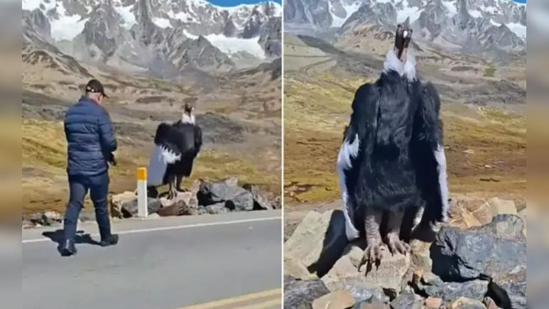 सड़क किनारे पत्थरों पर बैठा दिखा 'जटायु' जैसा विशाल पक्षी, वीडियो देख लोग बोले- ये तो रामायण का संकेत है
