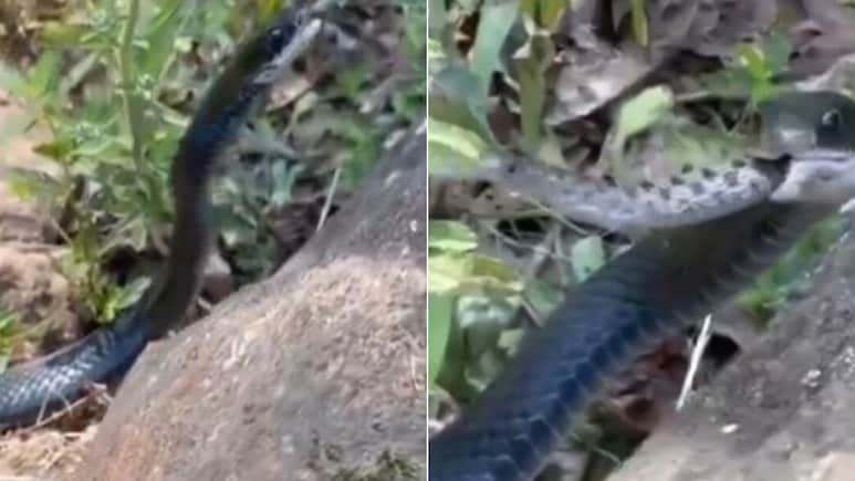 पलक झपकते ही सांप को निगल गया काला नाग, दिल दहला देगा जंगल से आया ये Video, अपने रिस्क पर देखें