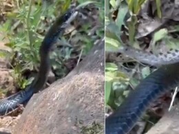 पलक झपकते ही सांप को निगल गया काला नाग, दिल दहला देगा जंगल से आया ये Video, अपने रिस्क पर देखें पलक झपकते ही सांप को निगल गया काला नाग, दिल दहला देगा जंगल से आया ये Video, अपने रिस्क पर देखें