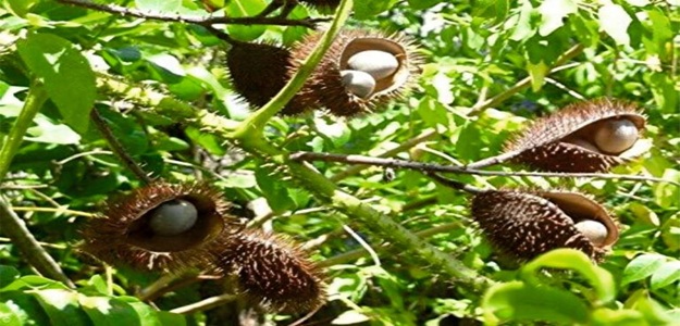 Fever Nut: बुखार भी डरता है इस औषधि से! कांटेदार लताकरंज में छिपा है स्किन समेत कई समस्याओं का है इलाज