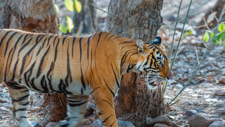 क्या टाइगर जिंदा है? रणथंभौर और सरिस्का से गायब हुए 13 बाघ, शिकार हुए या कुदरत की मार?
